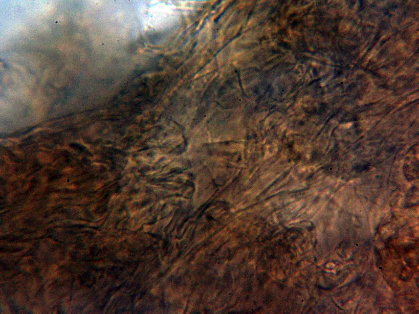 10 - Pileipellis agua 2